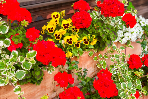 Chalet Simmi-56 Chalet Simmi von außen: rote Blumen hängen in Körben um das Haus herum
