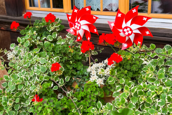 Charlet-2 Der Vorgarten des Chalets Simmis, mit Blumen, die Preise gewonnen haben. Ein wahrer Hingucker